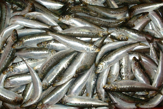 Comer pescado protege contra la pérdida de memoria