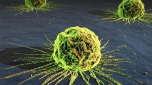 celulas cancerosas