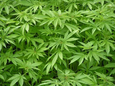 La marihuana duplica el riesgo de cáncer de testículo en la población joven