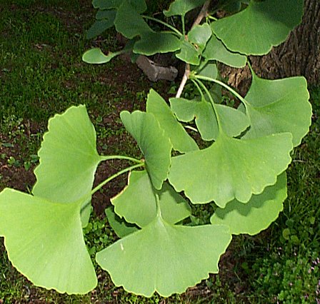 El ginkgo biloba no protege frente a la enfermedad de Alzheimer