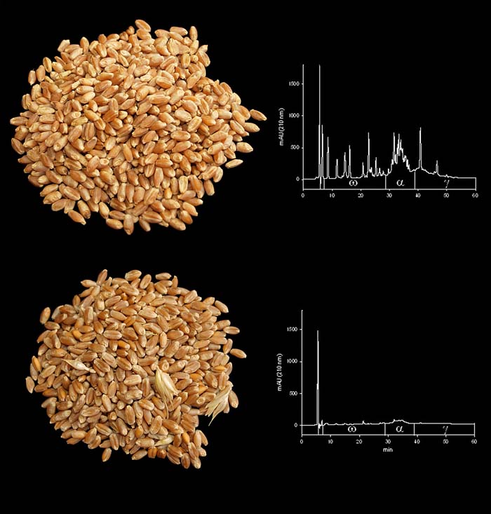 Investigadores españoles desarrollan una nueva variedad de trigo sin gluten