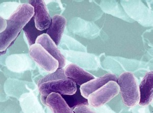Bacteria multirresistente