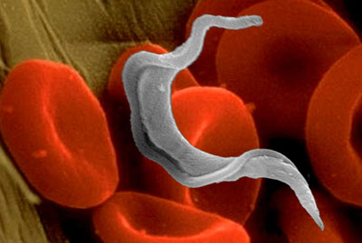 El mal de Chagas, ‘importante problema de salud pública’ también en España