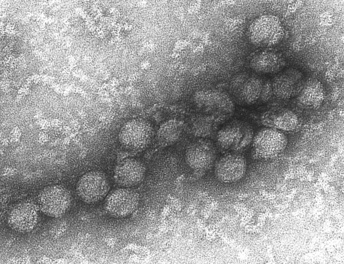 La respuesta inmunológica frente a los virus no se deteriora con la edad