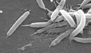 Helicobacter pylori