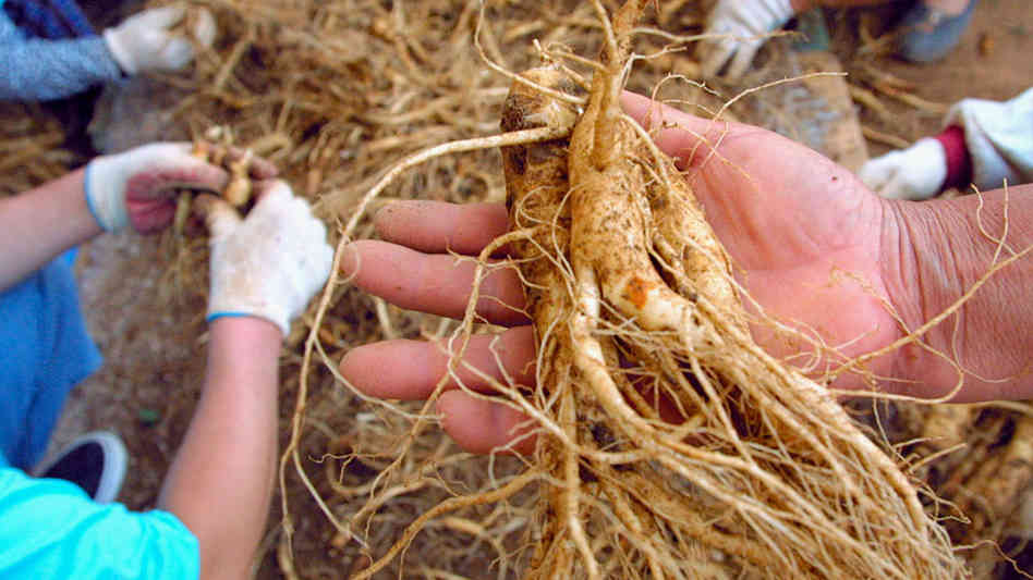 Los pacientes con cáncer que toman ginseng parecen sentirse menos fatigados