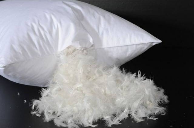 Edredones y almohadas de plumas pueden causar fibrosis pulmonar idiopática