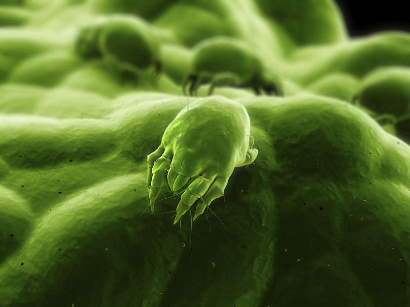Campaña de FENAER para mejorar el control de la alergia a los ácaros