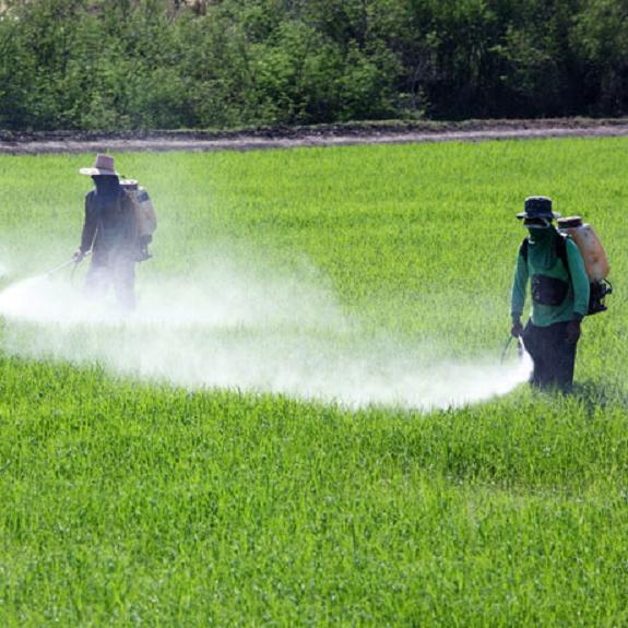 La exposición al pesticida DDT aumenta el riesgo de Alzheimer, según un estudio