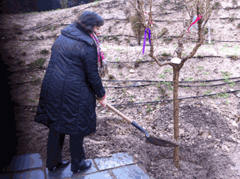 Plantacion-Estrella-Grannado-cancer-ovario_ASACO_2014