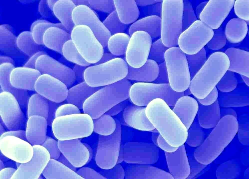 Los probióticos podrían ayudar a prevenir el cáncer de mama