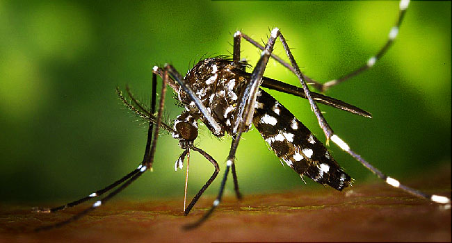 Luz verde a las primeras pruebas en humanos de la vacuna del Zika