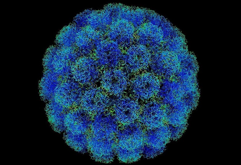 La infección por el VPH incrementa el riesgo de cáncer anal y genital