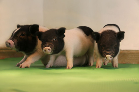La CRISPR permite avanzar hacia los xenotrasplantes seguros y efectivos