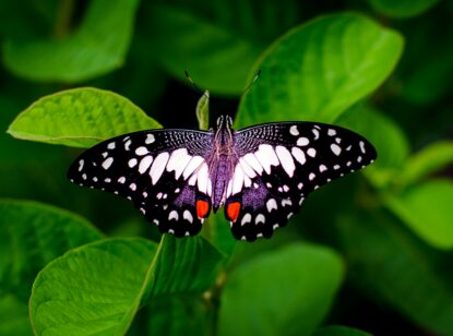 DEBRA Piel de Mariposa reclama la incorporación urgente de la primera terapia génica contra la enfermedad