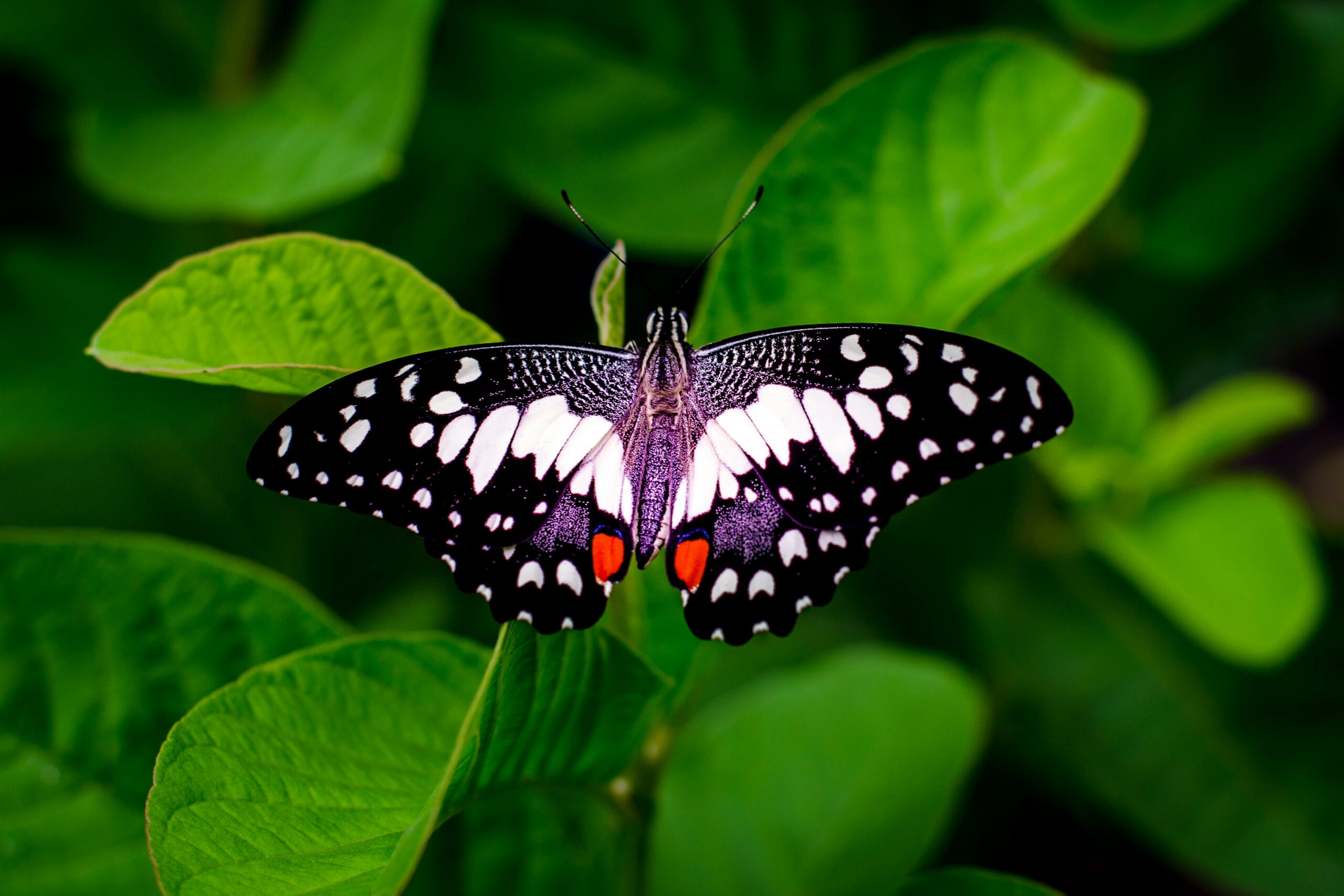 DEBRA Piel de Mariposa reclama la incorporación urgente de la primera terapia génica contra la enfermedad
